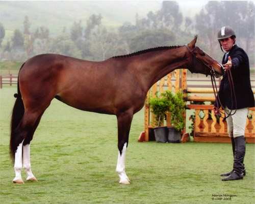 Archie Cox and WOW owned by Leslie Nelson National Champion 2008 2 Year Old Hunter Breeding Photo Captured Moment Photography