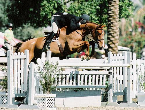 Archie Cox and Fenwick owned by Amy Brubaker 2006 USEF National Champions Regular Conformation Hunters 2006 Year-End PCHA Champions Regular Conformation Hunters Photo Flying Horse