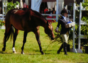 Ashley Pryde and Truly A/O Hunter 2012 Menlo Charity Horse Show Photo Bella Peyser