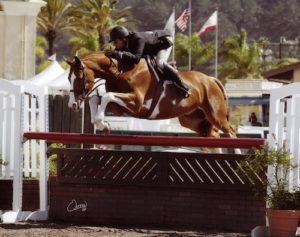 Nick Haness and Ecole Lathrop's Banderas Champion High Performance Hunter_2014 Del Mar National Photo Osteen