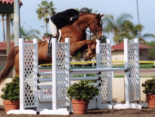 Archie Cox and Red Label owned by Glenda Lippman Winner 1st Year Green Hunters 2007 Palms Classic Photo Cathrin Cammett