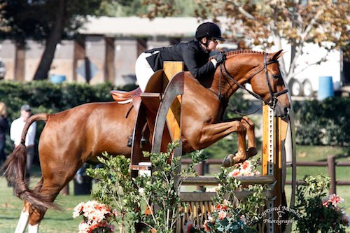 Gina Ross and Precedent Amateur Owner Hunter 3'3" 36 & Over 2013 Blenheim Fall Tournament Photo Captured Moment Photography