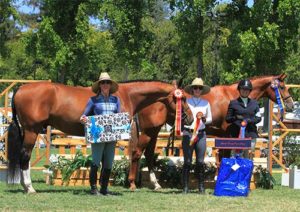 Gina Ross with Appeal and Beckham Champion and Reserve Champion Amateur Owner Hunter 2016 Menlo Charity Horse Show Photo Deb Dawson