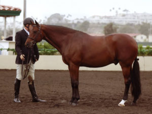 Archie Cox and Granted Regular Conformation Model 2008 Del Mar National Photo Osteen