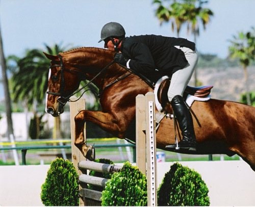 Red Label -Balboa- and Archie Cox owned by Glenda Lippman Reserve Champion First Year Green Working Hunters 2007 Palms Classic Horse Show Photo Cathrin Cammett
