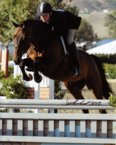 Kingsley owned by Richard Boh 2012 National Silver Stirrup Performance Horse Champion Green Hunter Photo Flying Horse
