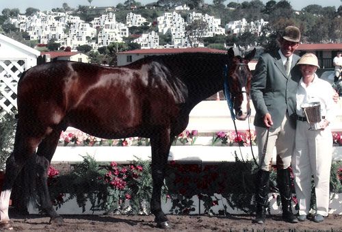 Archie Cox and Bellingham Bay owned by Stephanie Danhakl Winner Showdown Perpetual Trophy Winner Regular Conformation Stake Del Mar National Photo Ed Moore