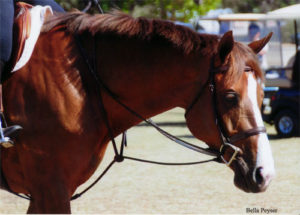 Adele owned by Chelsea Samuels 2012 Menlo Charity Horse Show Photo Bella Peyser