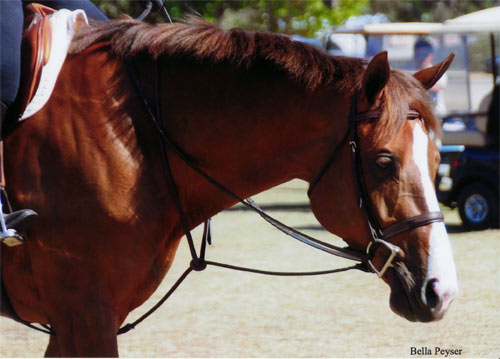 Adele owned by Chelsea Samuels 2012 Menlo Charity Horse Show Photo Bella Peyser