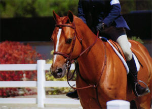 Sander owned by Lily Blavin 2012 Menlo Charity Horse Show Photo Bella Peyser