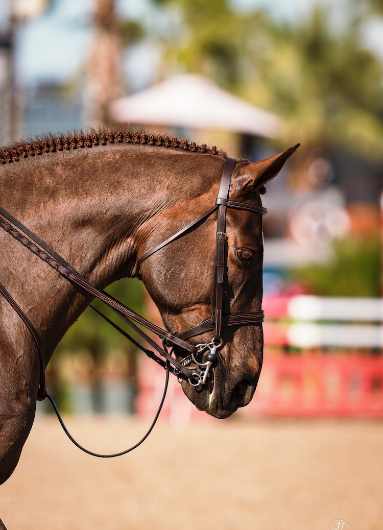 Pistachio, owned by Willow Nauber Equitation and Medals 2024 Desert Circuit Photo by Lindsey Long